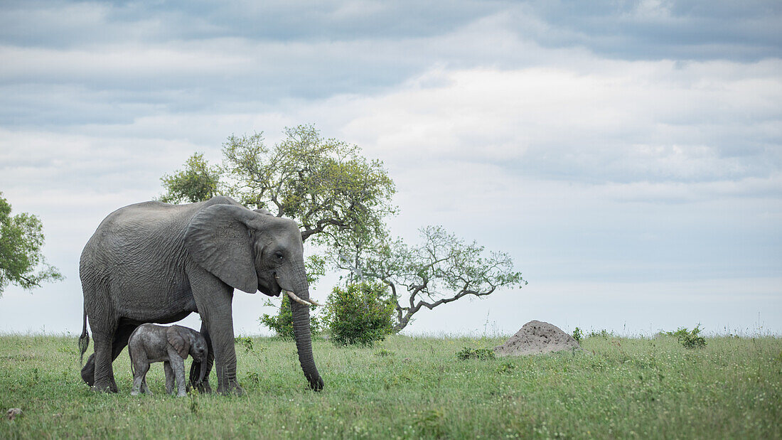 An elephant and her calf, Loxodonta Africana, walking together in long grass. _x000B_