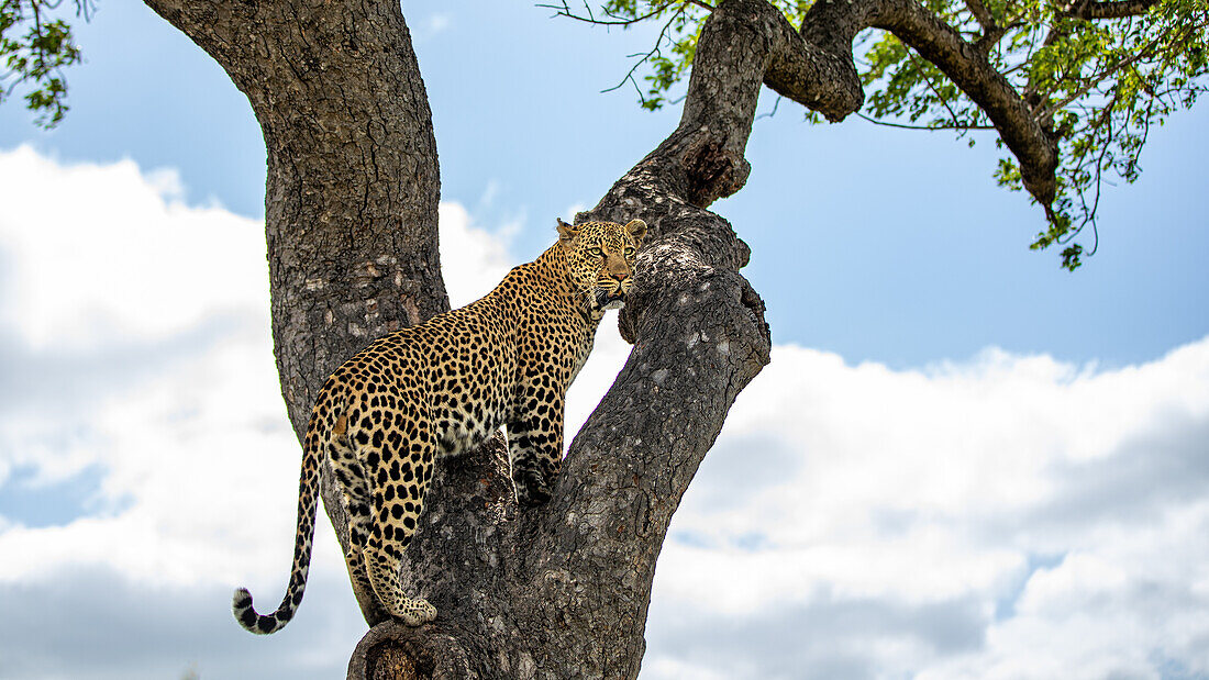 A leopard, Panthera pardus, jumping between branches. _x000B_