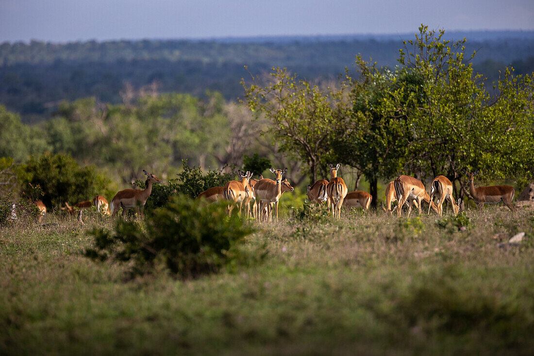 An impala herd grazing in grassland. 