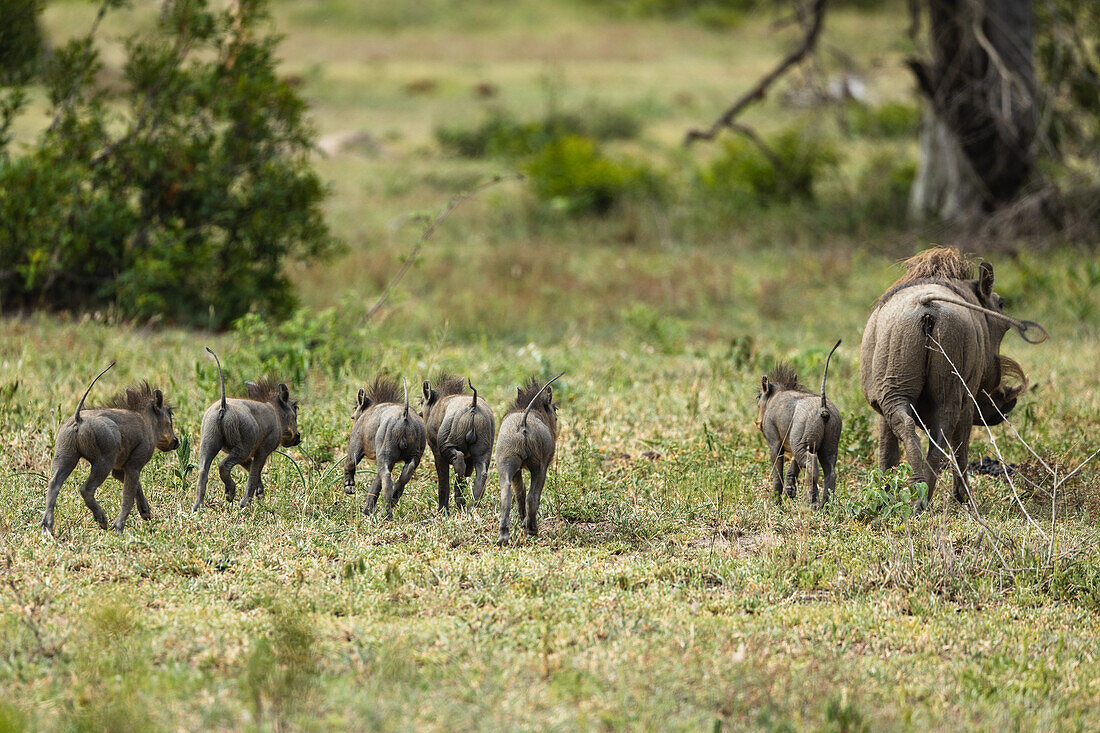 Ein Warzenschwein, Phacochoerus, und Ferkel, die durch Gras laufen. 