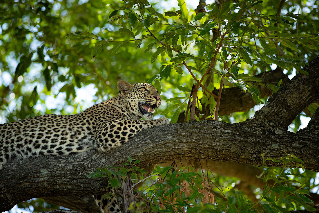 Ein weiblicher Leopard, Panthera pardus, auf einem Ast liegend. 