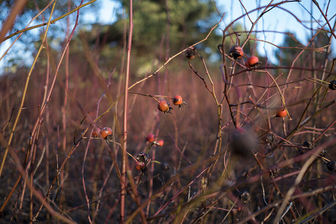 Surface view of plants, grasses and Nootka rose plants with berries. 