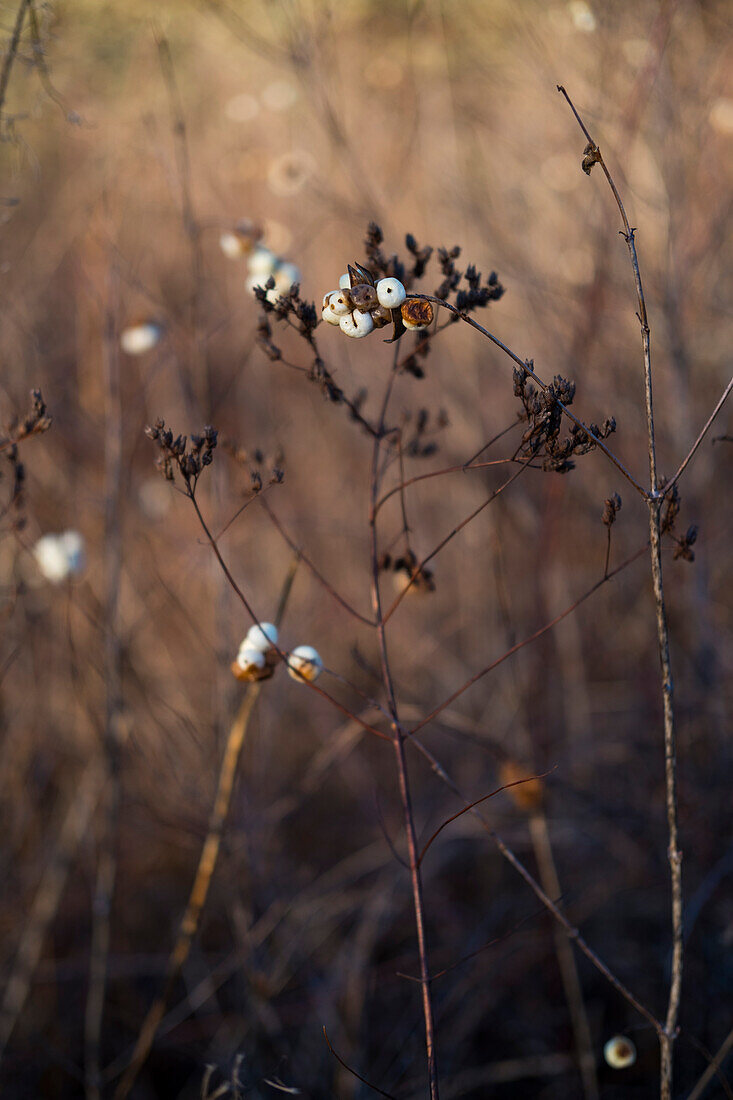 Surface view of plants, grasses and Nootka rose plants with berries. 