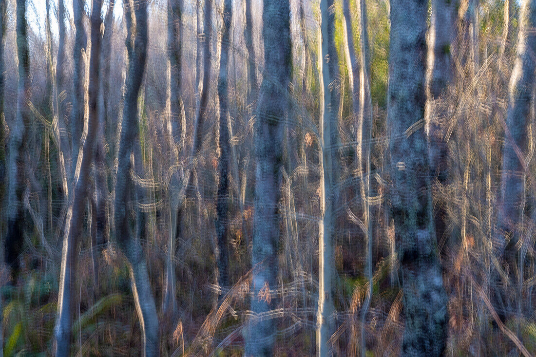 Unscharfe abstrakte Ansicht von Erlenbaumstämmen in einem Wald. 