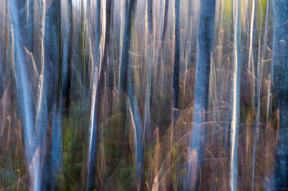 Blurred abstract view of alder tree trunks, in a forest. 