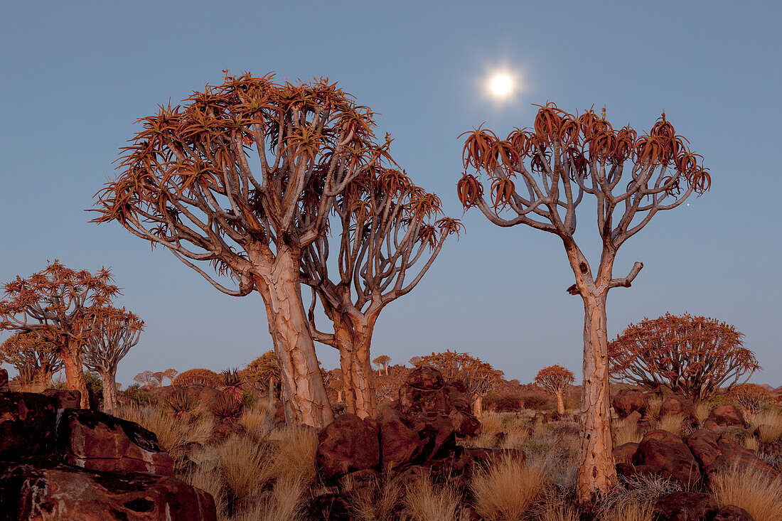 Africa, Namibia, Keetmanshoop, Quiver Tree Forest, (Aloe dichotoma), Kokerboom. Quiver trees among the rocks and grass at sunset.