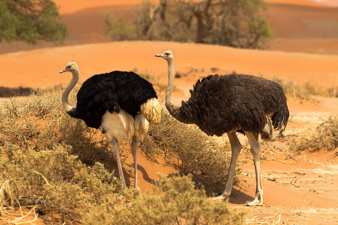 Afrika, Namibia, Namib-Wüste, Namib-Naukluft-Nationalpark, Sossusvlei, Gemeiner Strauß (Struthio camelus). Männlicher und weiblicher Strauß beim Spaziergang im Wüstengestrüpp.
