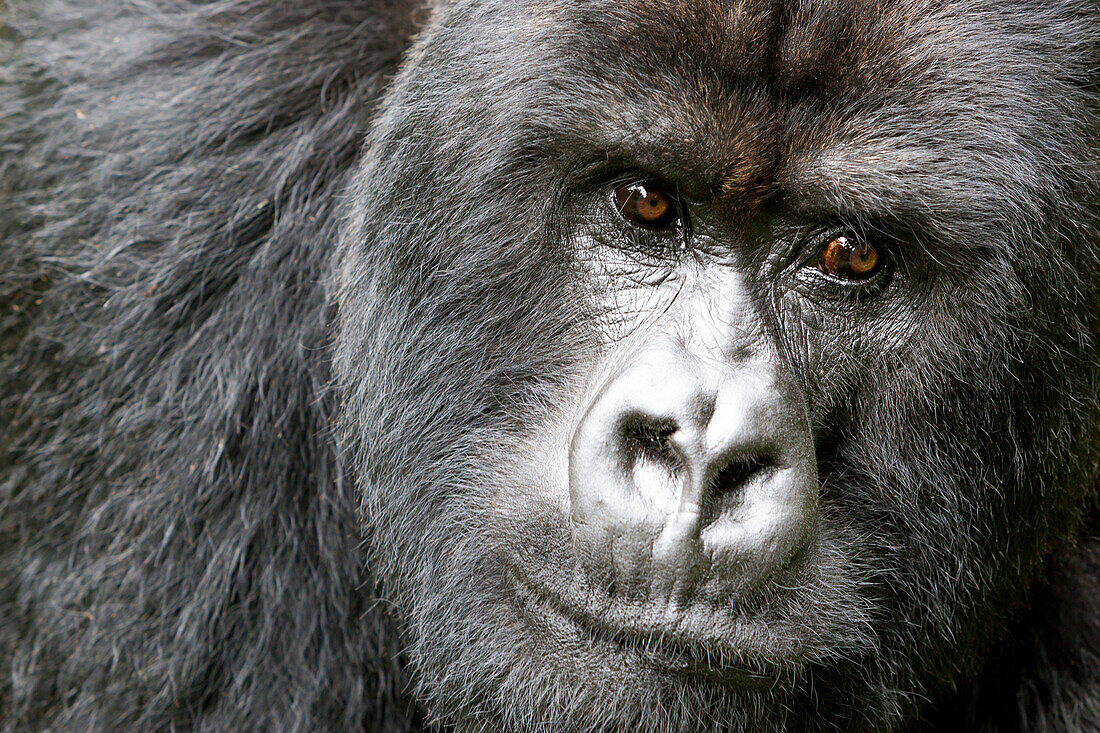 Africa, Rwanda, Volcanoes National Park. Portrait of a silverback mountain gorilla.