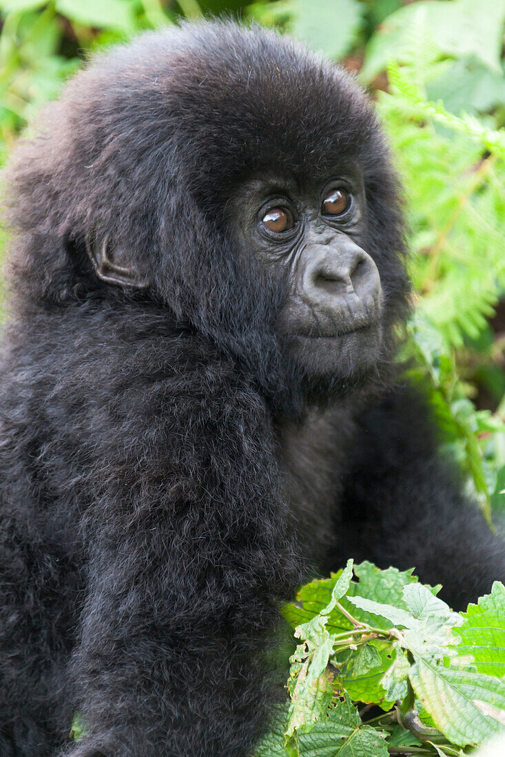 Africa, Rwanda, Volcanoes National Park. Young mountain gorilla portrait.