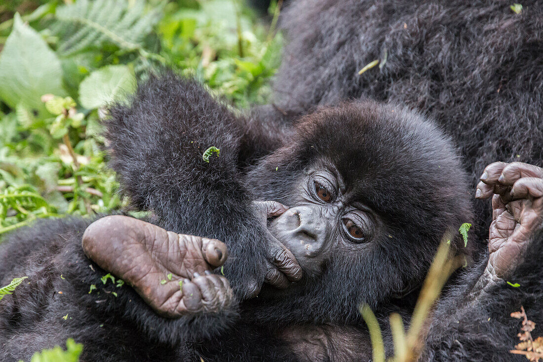 Africa, Rwanda, Musanze District, Volcanoes National Park, Ruhengeri, Kinigi. Gorilla, beringei beringei, Mountain gorilla. Baby and mother.