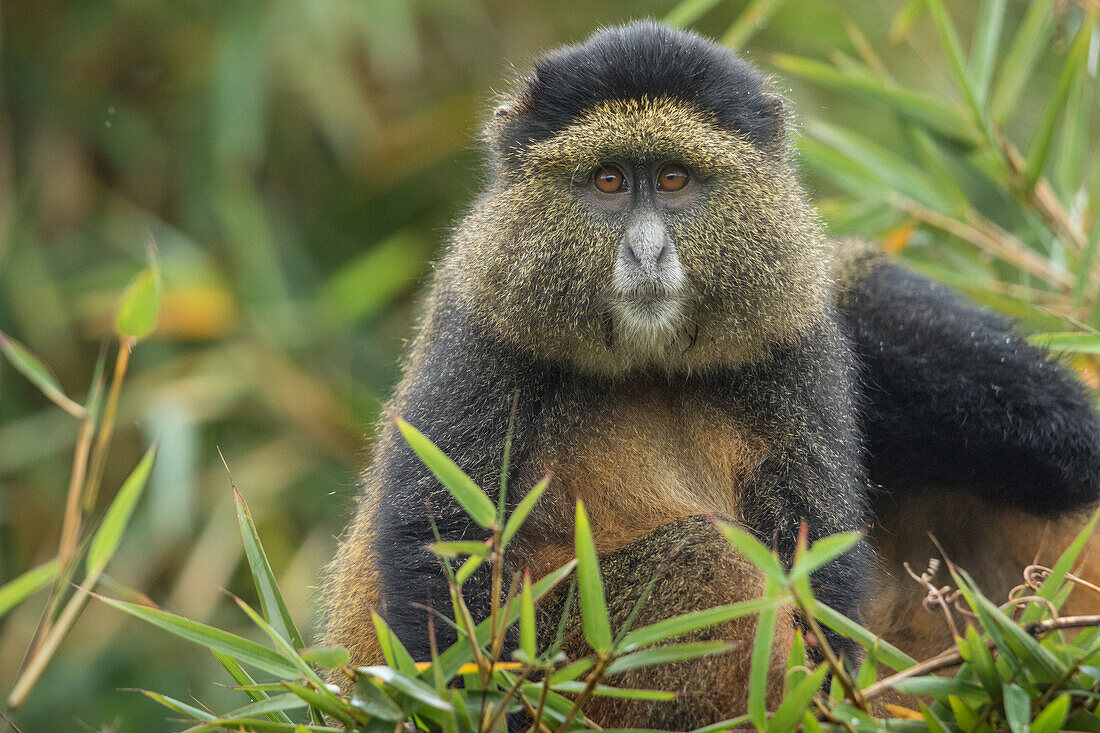 Afrika, Ruanda, Vulkan-Nationalpark, Goldener Affe (Cercopithecus kandti) im Regenwald in den Virunga-Bergen