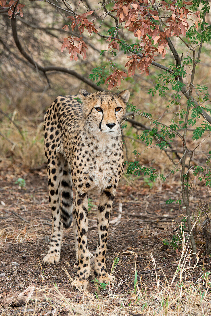 Südafrika, Pretoria, De Wild Shingwedzi Cheetah and Wildlife Preserve und Ann van Dye Cheetah Center. Gepard (in Gefangenschaft, auf der Liste der gefährdeten Tiere, Acinonyx Jubatus)