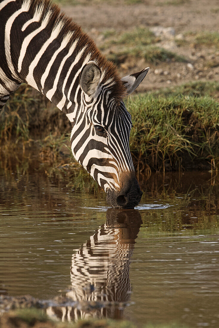 Burchell's Zebra beim Trinken und Spiegelung in einer Wasserlache, Equus burchellii, Serengeti-Nationalpark, Tansania, Afrika