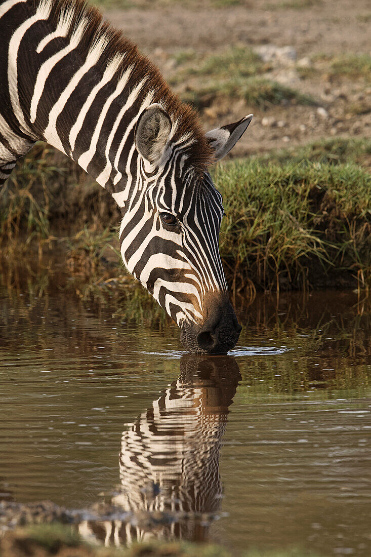 Burchell's Zebra drinking and reflection in pool of water, Equus burchellii, Serengeti National Park, Tanzania, Africa