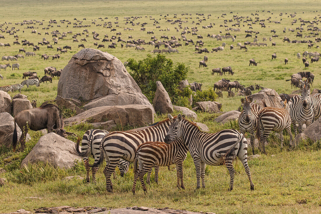 Large wildebeest herd and Burchell's zebras during migration, Serengeti National Park, Tanzania, Africa