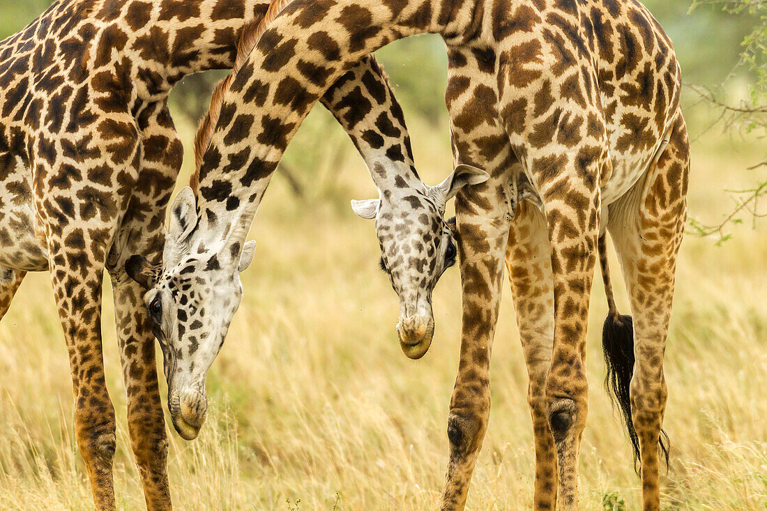 Africa, Tanzania, Serengeti National Park. Young Maasai giraffes sparring