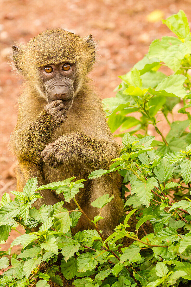 Africa, Tanzania, Lake Manyara National Park. Olive baboon baby close-up