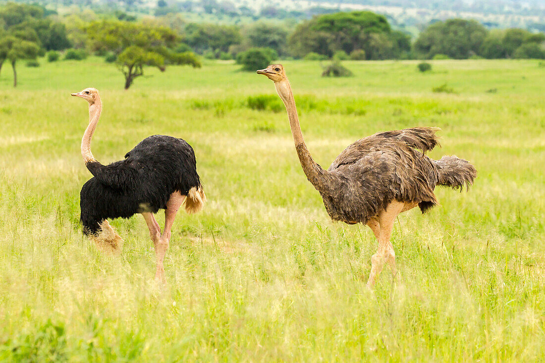 Afrika, Tansania, Tarangire-Nationalpark. Straußenmännchen und -weibchen in Nahaufnahme