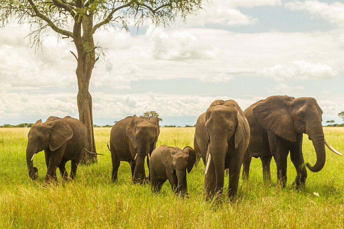 Afrika, Tansania, Tarangire-Nationalpark. Afrikanischer Elefant, erwachsen und jung