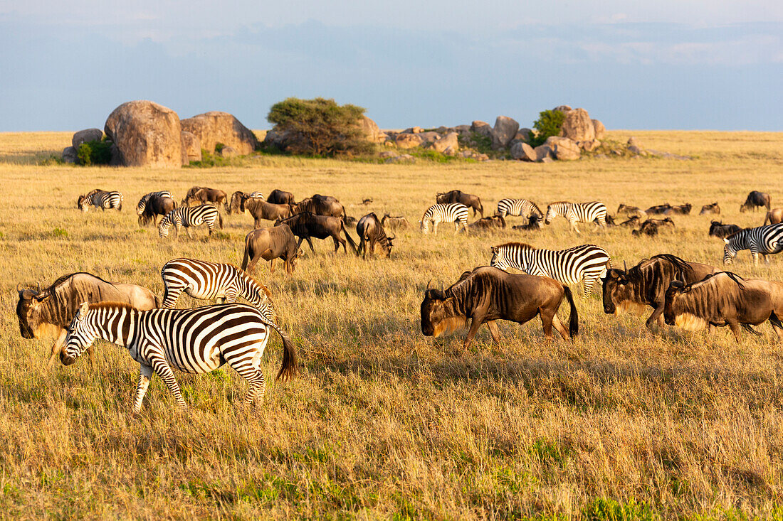 Afrika, Tansania, Die Serengeti. Herdentiere grasen gemeinsam auf den Ebenen mit Kopjes in der Ferne.