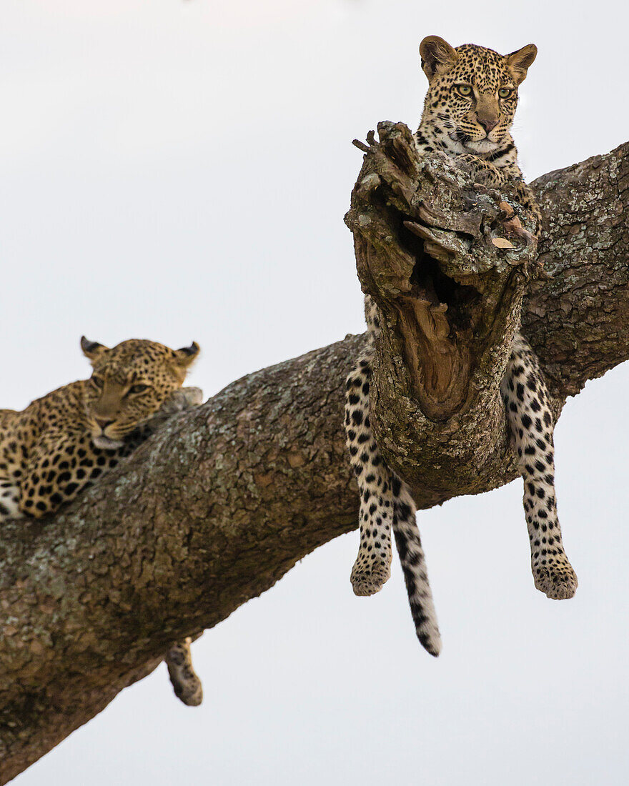 Africa. Tanzania. African leopard (Panthera pardus) mother and cub in a tree, Serengeti National Park.