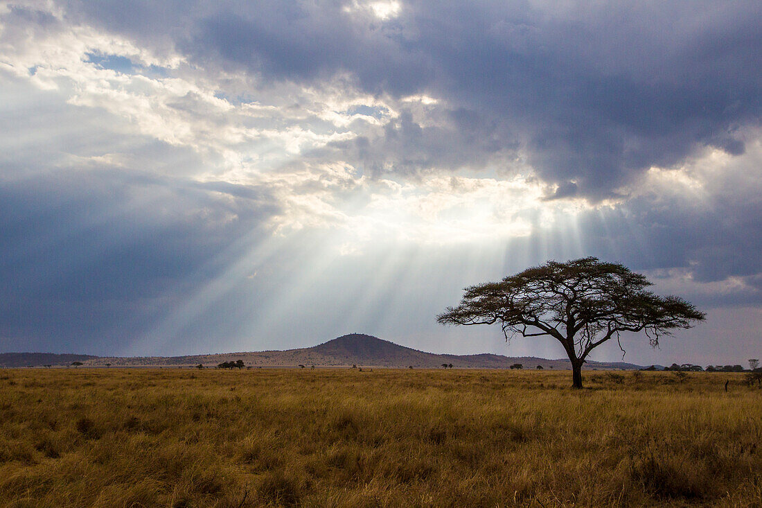 Afrika. Tansania. Blick auf die Savanne, Serengeti-Nationalpark.