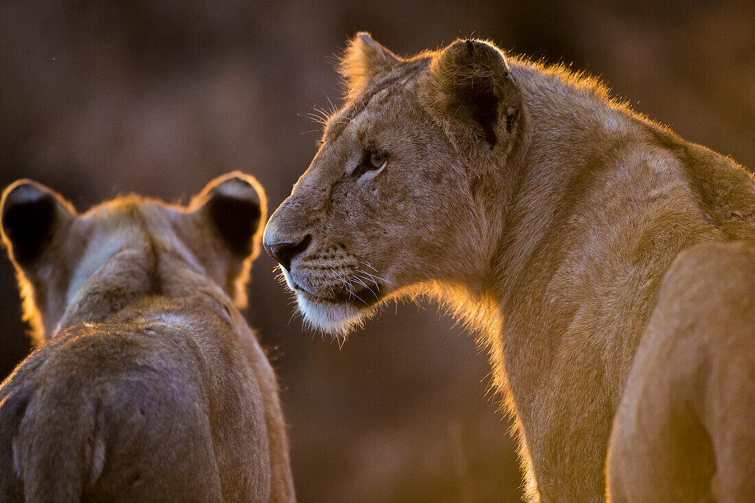 Afrika. Tansania. Afrikanische Löwin und Jungtier (Panthera Leo), Serengeti-Nationalpark.