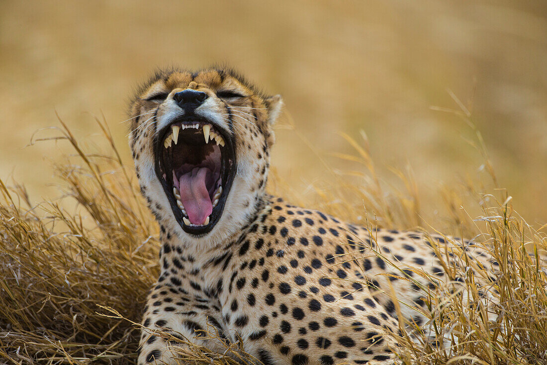 Afrika. Tansania. Gepard (Acinonyx Jubatus) gähnt nach einer Jagd in den Ebenen der Serengeti, Serengeti-Nationalpark.