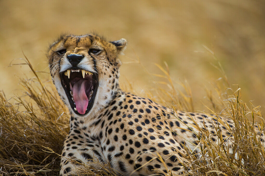 Africa. Tanzania. Cheetah (Acinonyx Jubatus) yawning after a hunt on the plains of the Serengeti, Serengeti National Park.