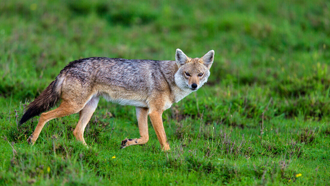 Afrika. Tansania. Goldschakal (Canis aureus), Serengeti-Nationalpark.