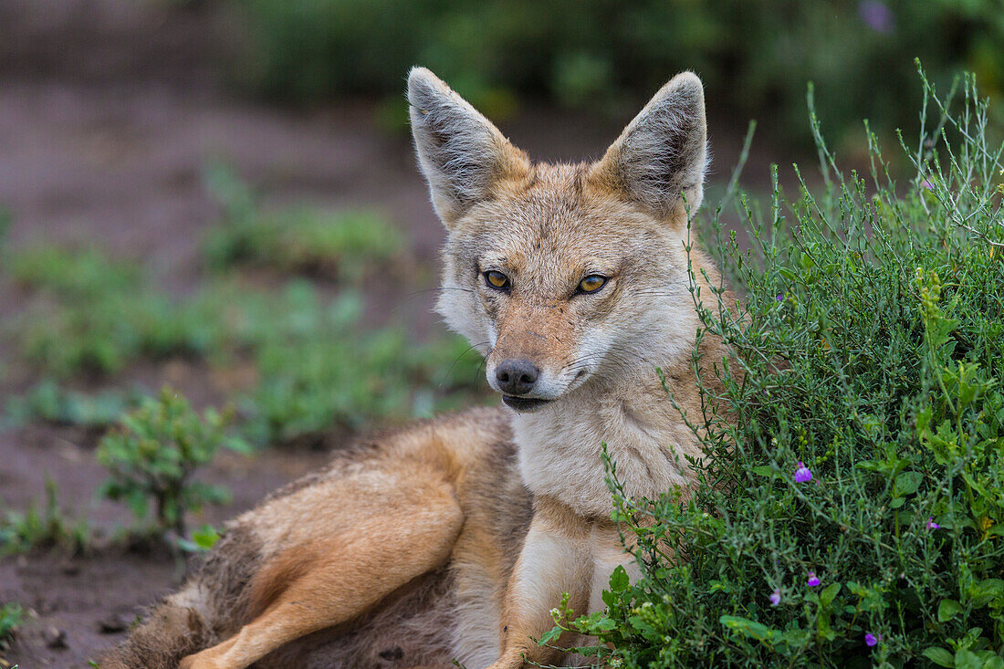 Afrika. Tansania. Goldschakal (Canis aureus), Serengeti-Nationalpark.