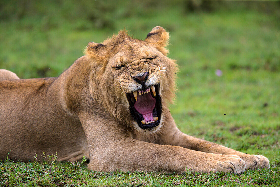 Africa. Tanzania. African lions (Panthera Leo) at Ndutu, Serengeti National Park.