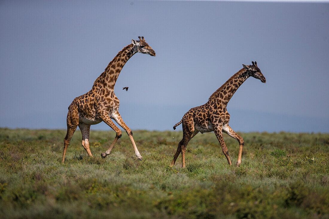 Afrika. Tansania. Massai-Giraffen (Giraffa tippelskirchi) in Ndutu, Serengeti-Nationalpark.