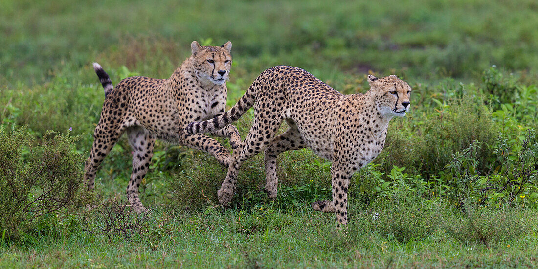 Afrika. Tansania. Gepard (Acinonyx Jubatus) auf der Jagd in den Ebenen der Serengeti, Serengeti-Nationalpark.