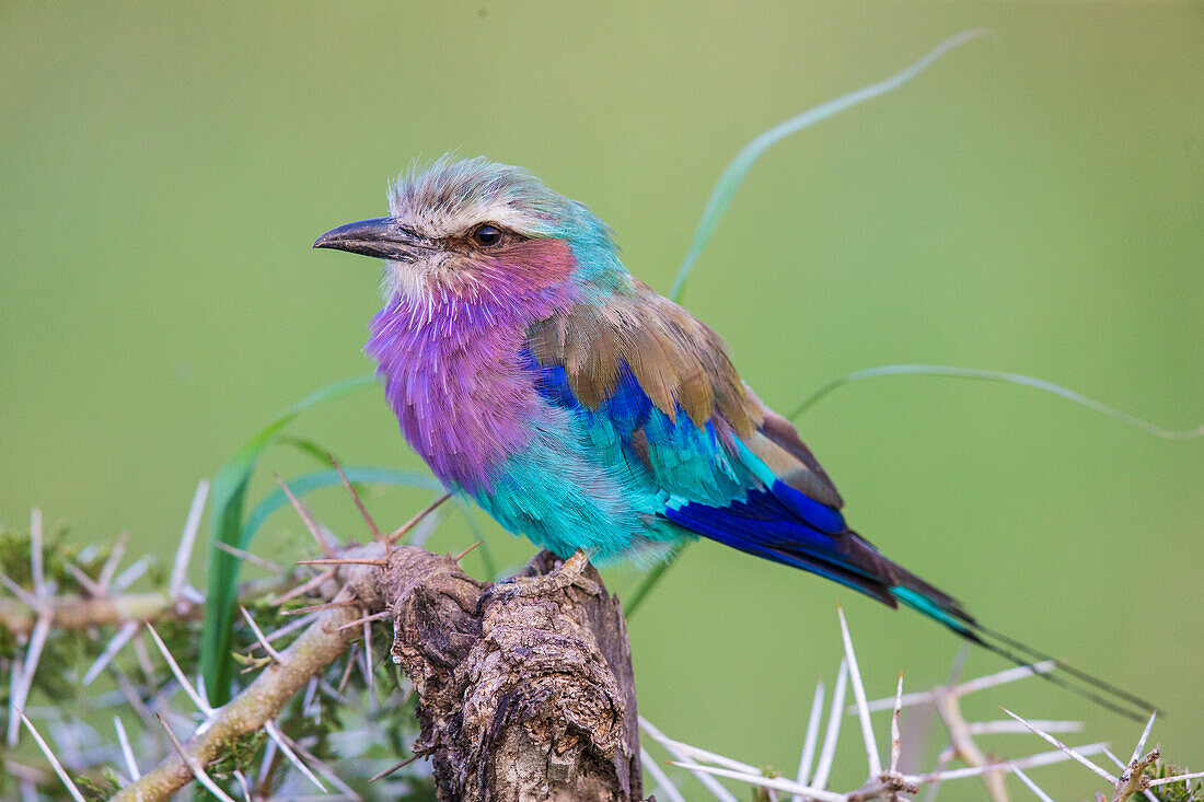 Afrika. Tansania. Lila-Brustwalze (Coracias caudatus) im Serengeti-Nationalpark.