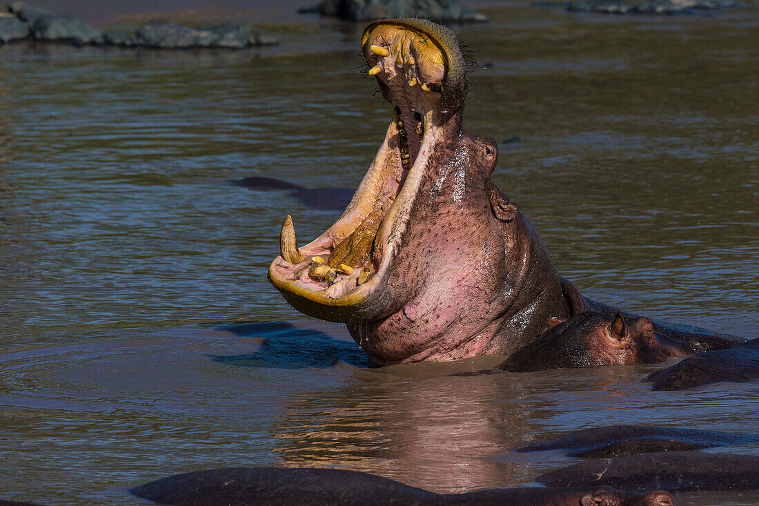 Afrika. Tansania. Flusspferd gähnt (Hippopotamus amphibius), Serengeti National Park.
