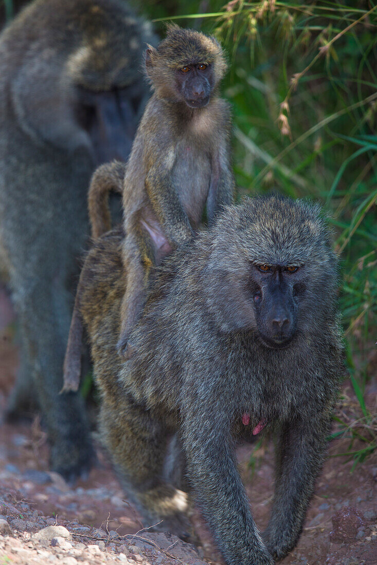 Africa. Tanzania. Olive baboon (Papio Anubis) female with baby at Arusha National Park.