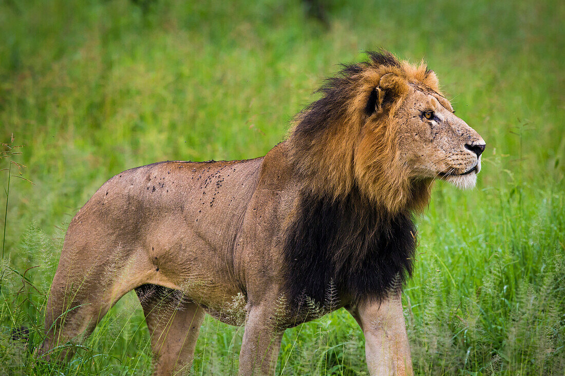 Africa. Tanzania. African lion (Panthera Leo) at Tarangire National Park.