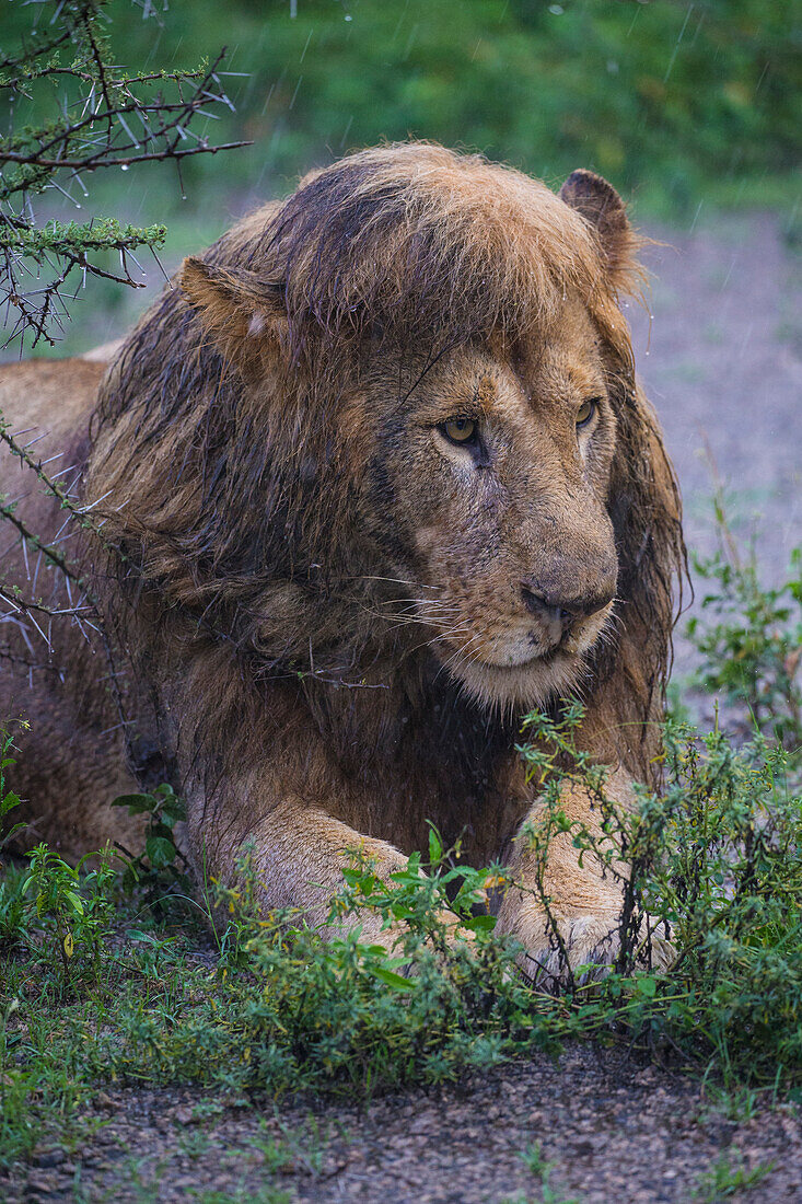 Afrika. Tansania. Männlicher afrikanischer Löwe (Panthera Leo) nach einem Regenschauer bei Ndutu, Serengeti-Nationalpark.