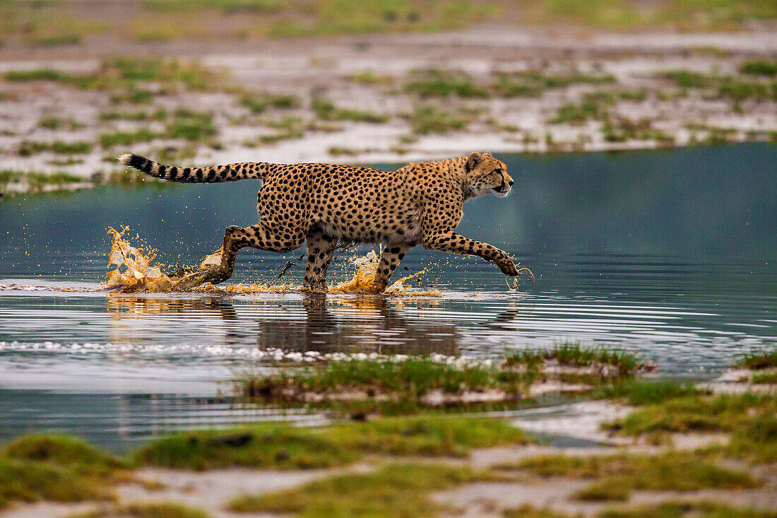 Africa. Tanzania. Cheetah (Acinonyx Jubatus) crosses some water at Ndutu, Serengeti National Park.