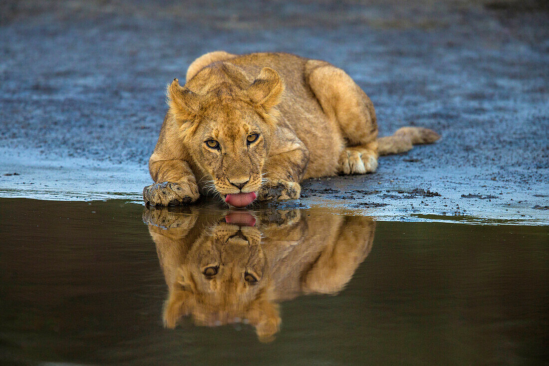 Afrika. Tansania. Afrikanische Löwen (Panthera Leo) in Ndutu, Serengeti-Nationalpark.