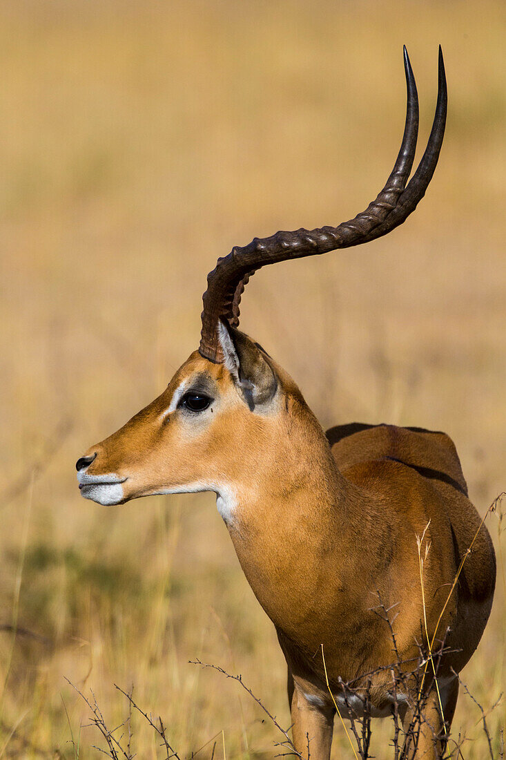 Afrika. Tansania. Männlicher Impala (Aepyceros Melampus), Serengeti-Nationalpark.