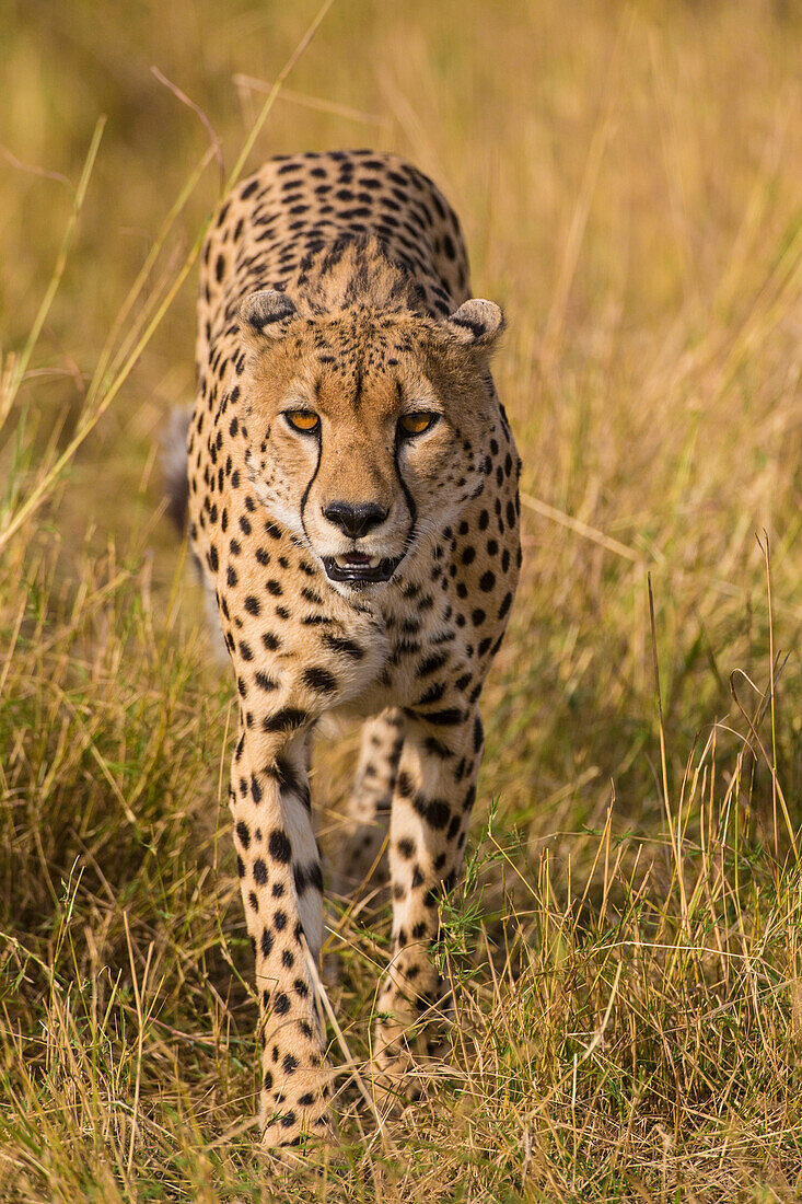 Africa. Tanzania. Cheetah (Acinonyx Jubatus) hunting on the plains of the Serengeti, Serengeti National Park.