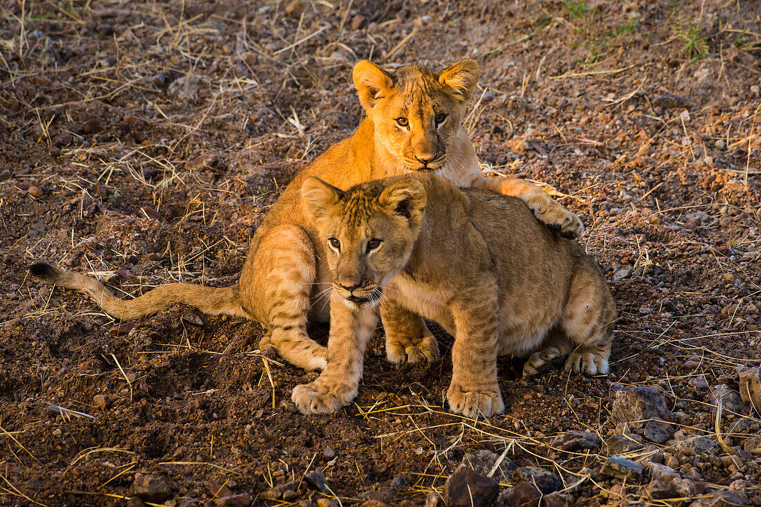 Afrika. Tansania. Afrikanische Löwenbabys (Panthera Leo), Serengeti-Nationalpark.