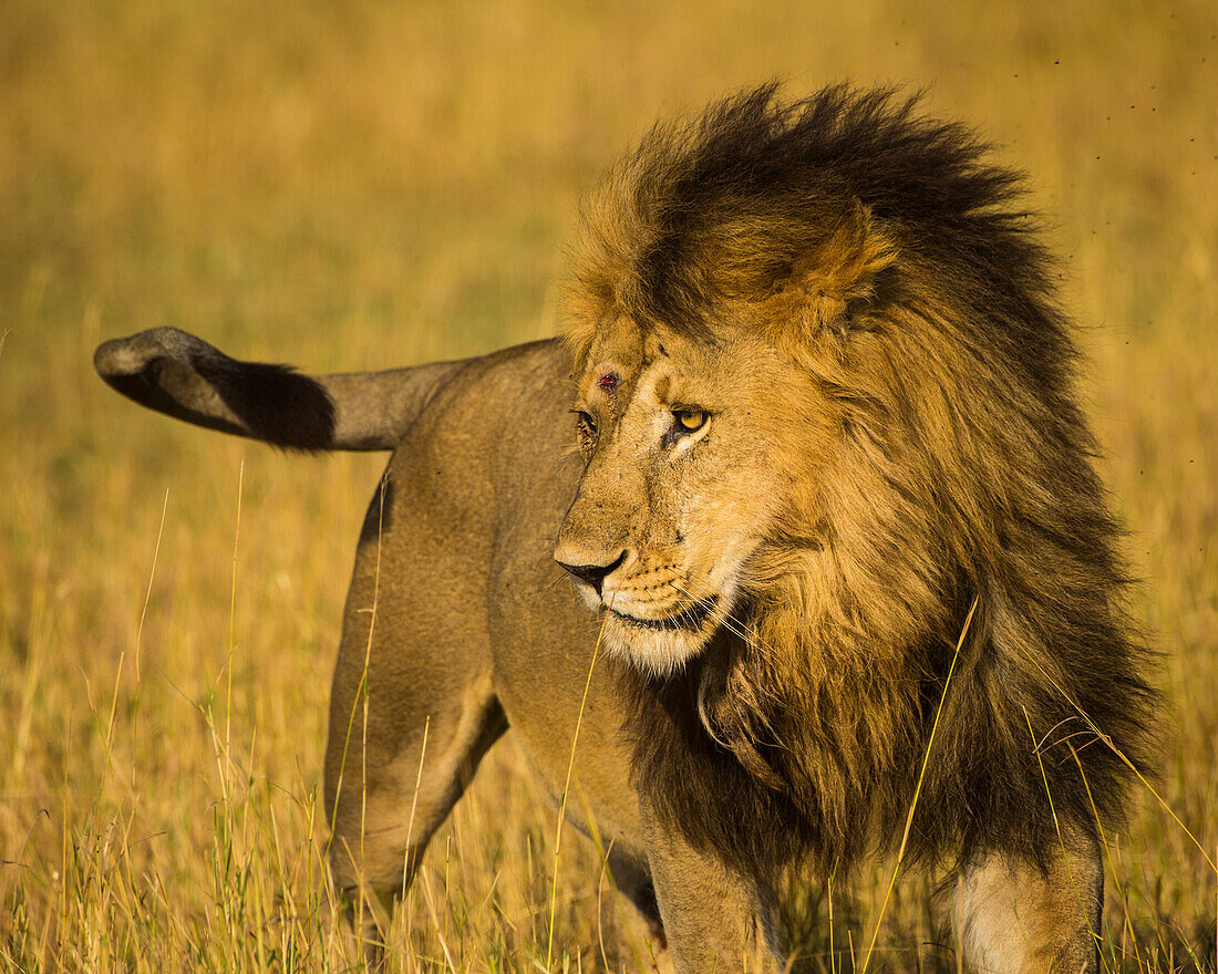 Africa. Tanzania. African lion male (Panthera Leo), Serengeti National Park.