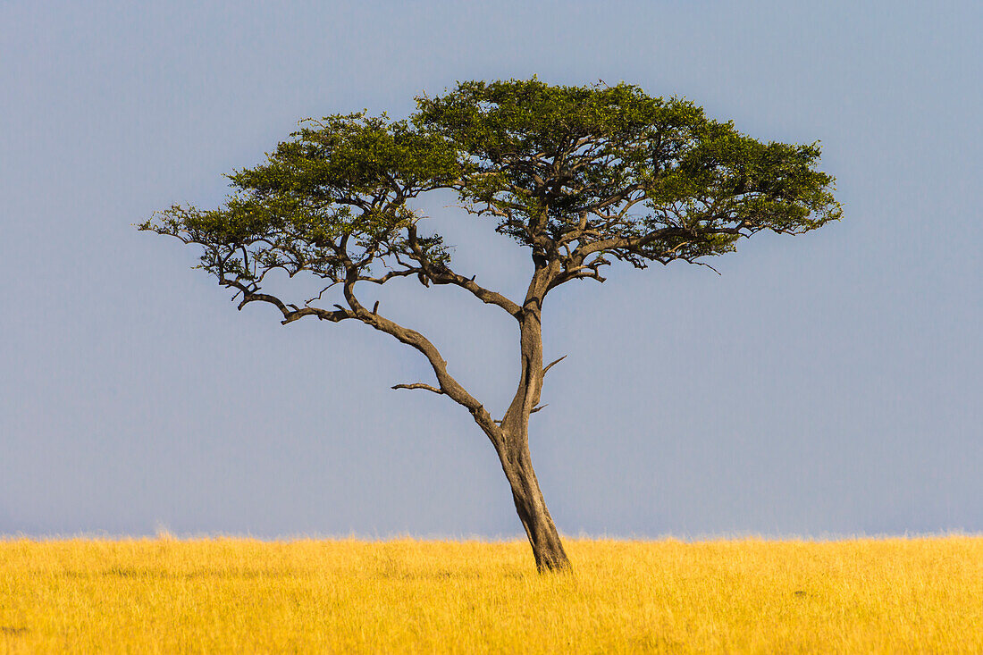 Africa. Tanzania. Views of the savanna, Serengeti National Park.
