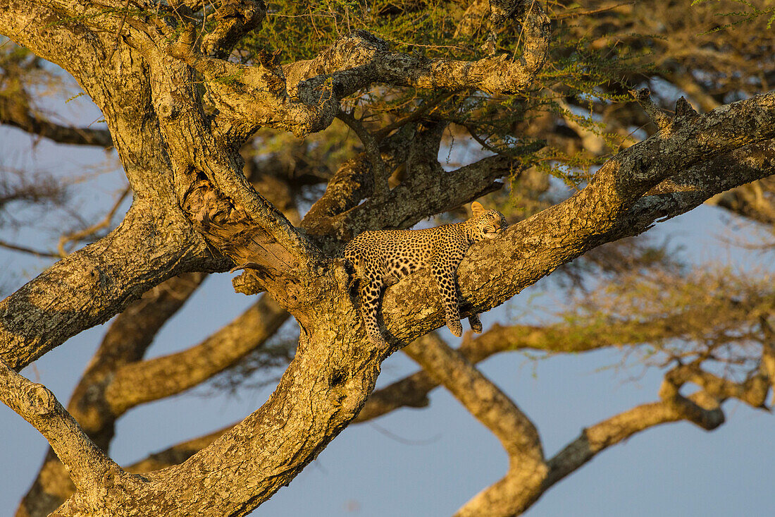Africa. Tanzania. African leopard (Panthera pardus) napping in a tree, Serengeti National Park.