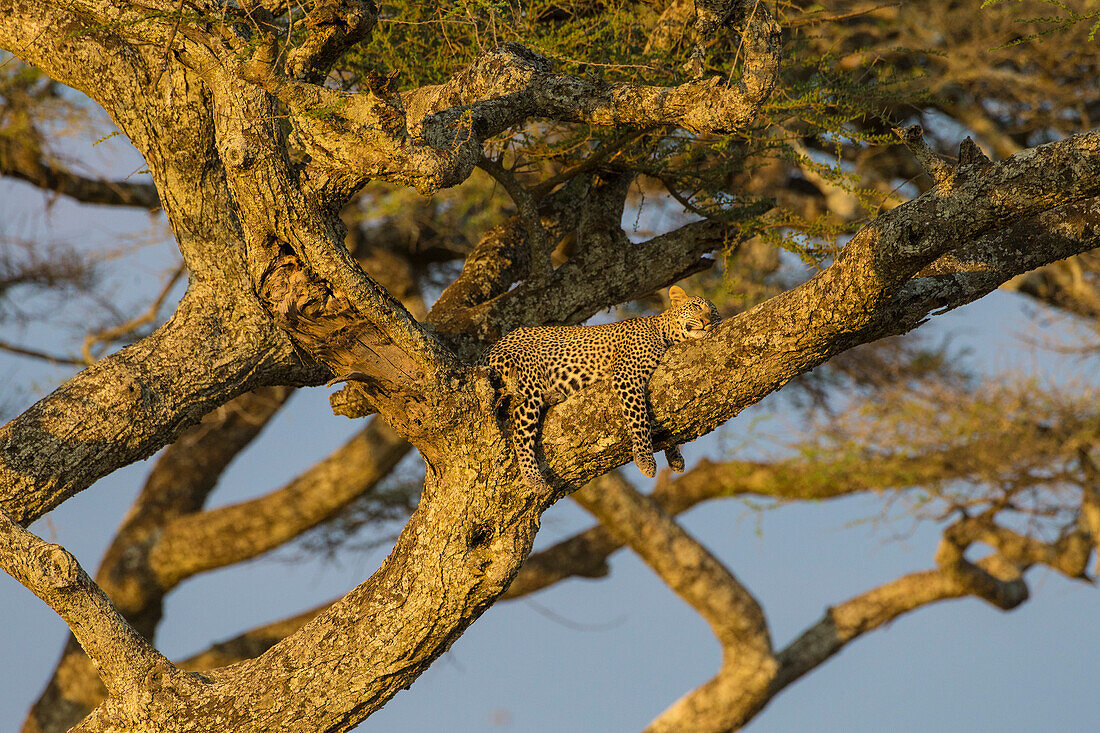 Afrika. Tansania. Afrikanischer Leopard (Panthera pardus) beim Nickerchen in einem Baum, Serengeti National Park.