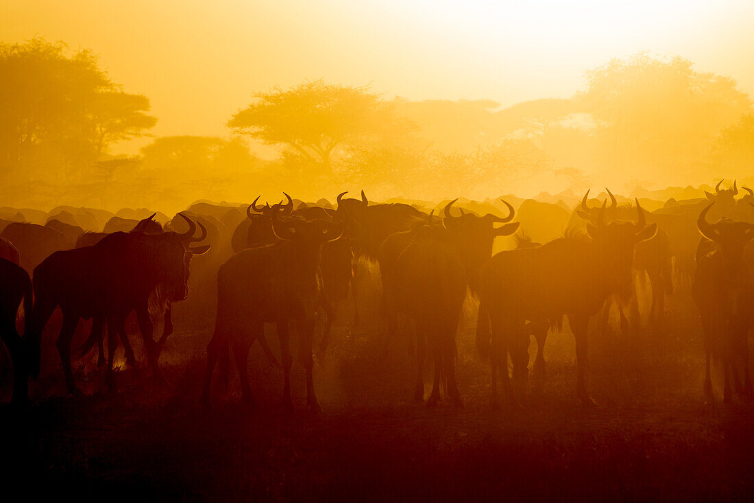 Afrika. Tansania. Gnus während der jährlichen Großen Wanderung, Serengeti-Nationalpark.