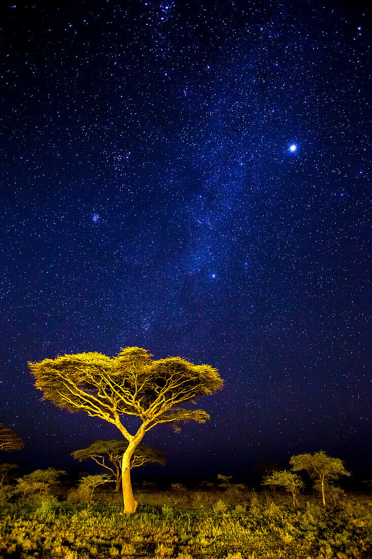 Africa. Tanzania. Stars of the Milky Way illuminate the night sky at Ndutu in Serengeti National Park.